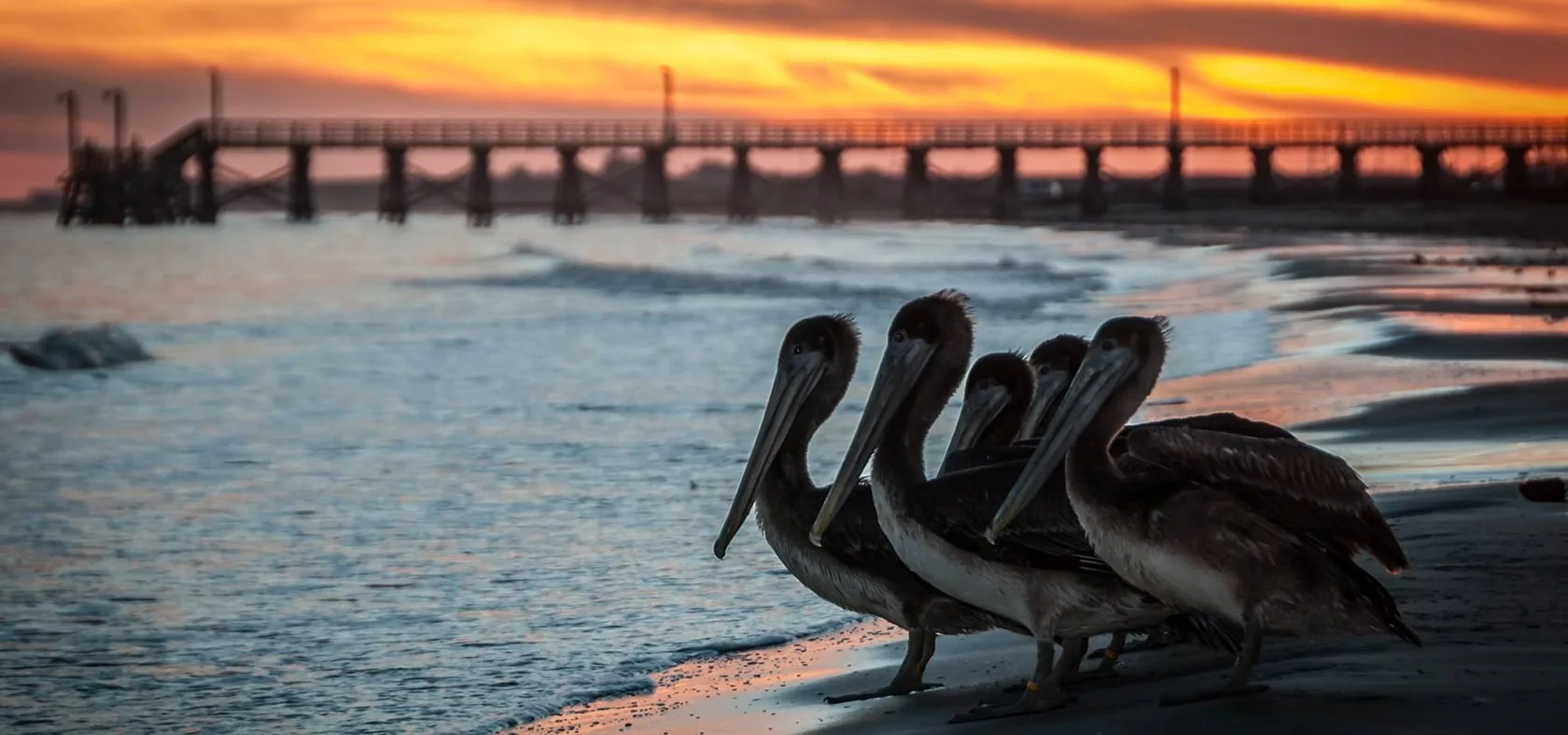 pelicans-quintana-2015-cropped